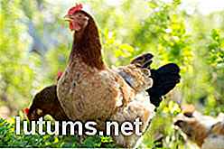 Wie man Hühner für Fleisch u. Eier zu Hause in der Stadt erhöht