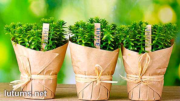 Top 11 Eco-vriendelijke groene geschenkideeën die uniek en goedkoop zijn