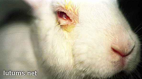 Cómo comprar productos libres de crueldad - Empresas que prueban los animales