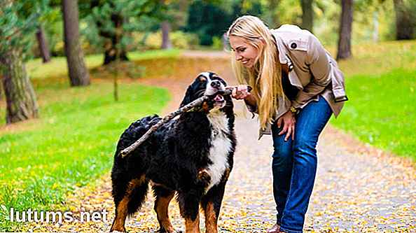 48+ Beste biologische en milieuvriendelijke hondenproducten en -benodigdheden