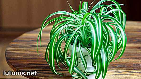 6 kamerplanten die de lucht in uw huis kunnen reinigen en zuiveren