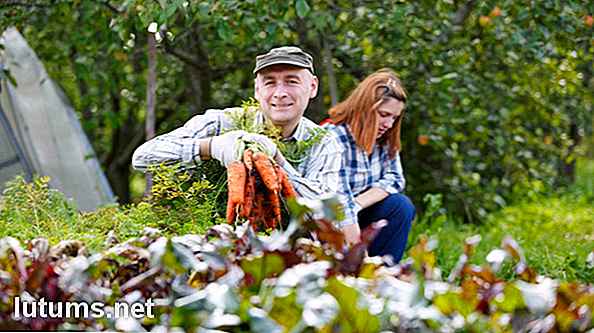 Guide de plantation de compagnon - conseils de disposition pour votre jardin potager à la maison