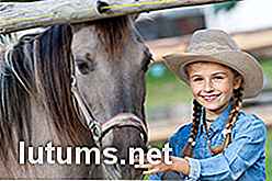 Jaarlijkse kosten van het bezitten van een paard en 6 alternatieven voor kopen