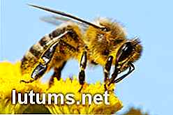 Hoe te beginnen Urban Beekeeping - Het belang van honingbijen