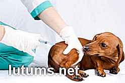 6 manieren om hulp te krijgen bij vetrekeningen - verlaag de kosten van diergeneeskundige zorg voor uw hond of kat