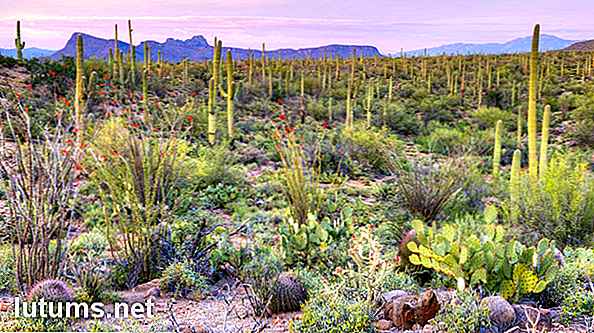 Beste 37 Leuke dingen om te doen & te zien in Tucson, Arizona - Activiteiten en attracties
