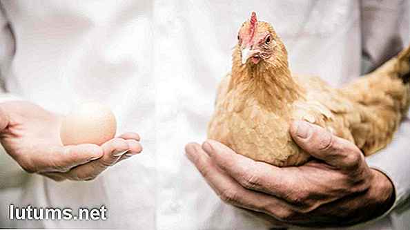 Wie man Hühner zu Hause aufzieht und einen Hühnerstall baut - Ideen und Kosten