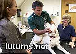 Ist Veterinär-Haustier-Versicherung für Hunde es wert?  - Vergleich und Kosten