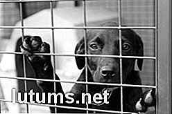 Come adottare un cane da un rifugio per animali o un'organizzazione di salvataggio