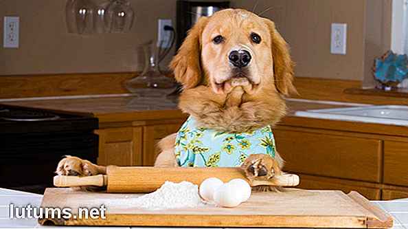 Cosa alimentare il tuo cane - Marchi e ricette per alimenti per cani economici e salutari